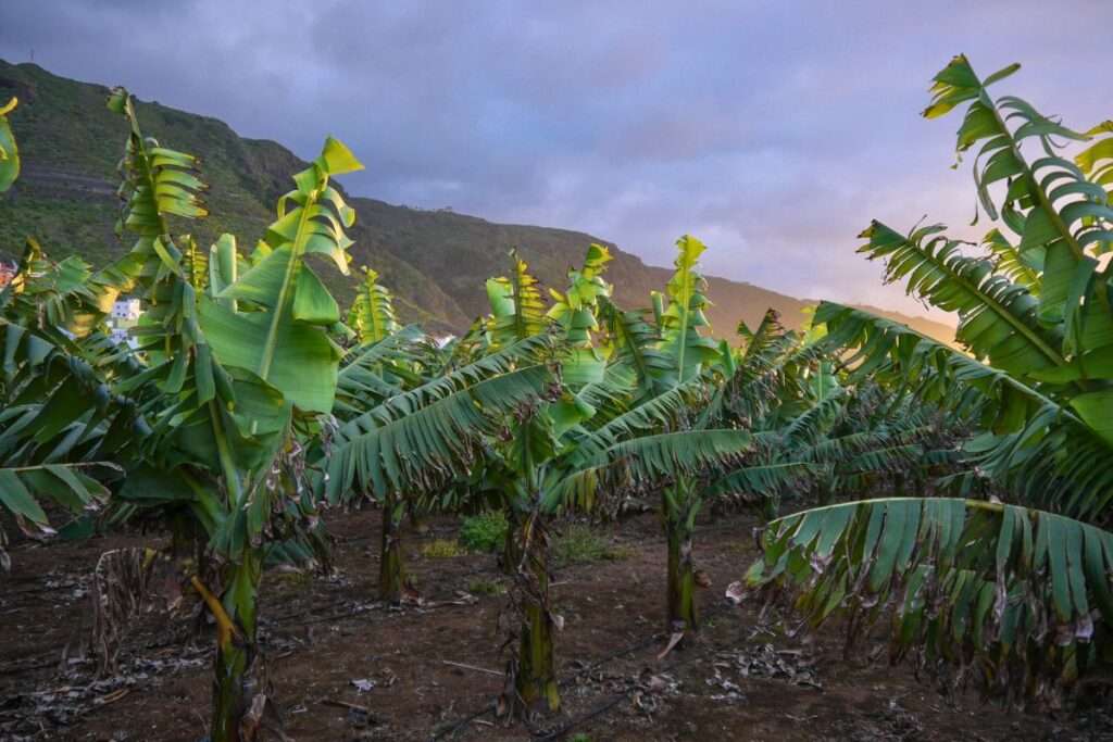 Agricultura Tradicional Canaria – ¿Qué tipo de agricultura hay en Canarias?