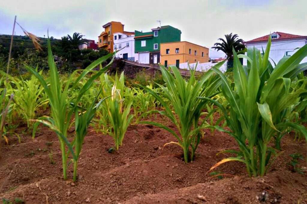 Agricultura Tradicional Canaria – ¿Qué tipo de agricultura hay en Canarias?