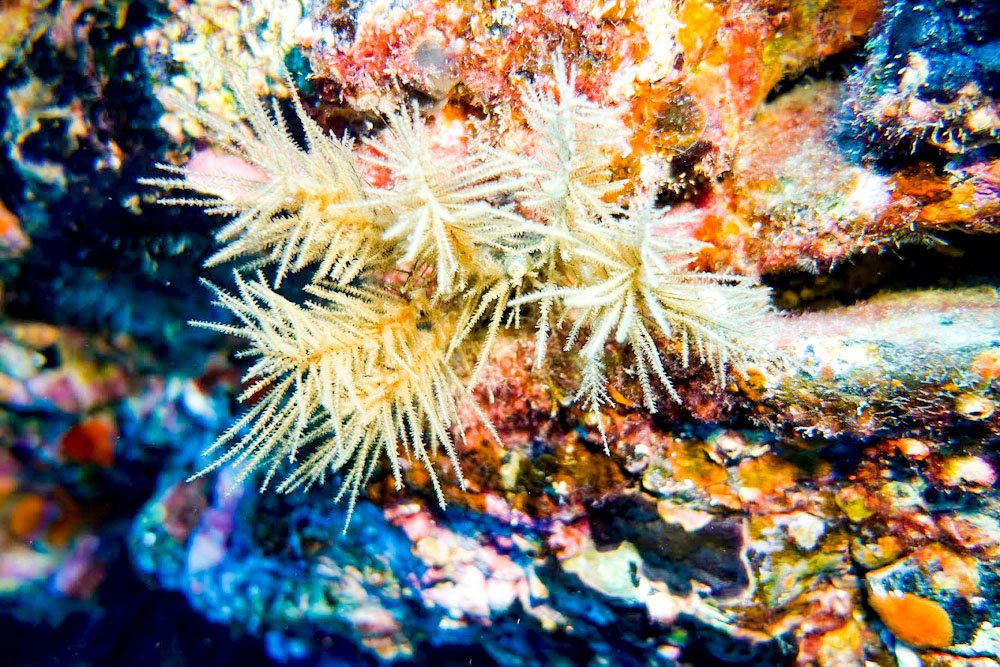 Fondos Marinos de Punta de Teno