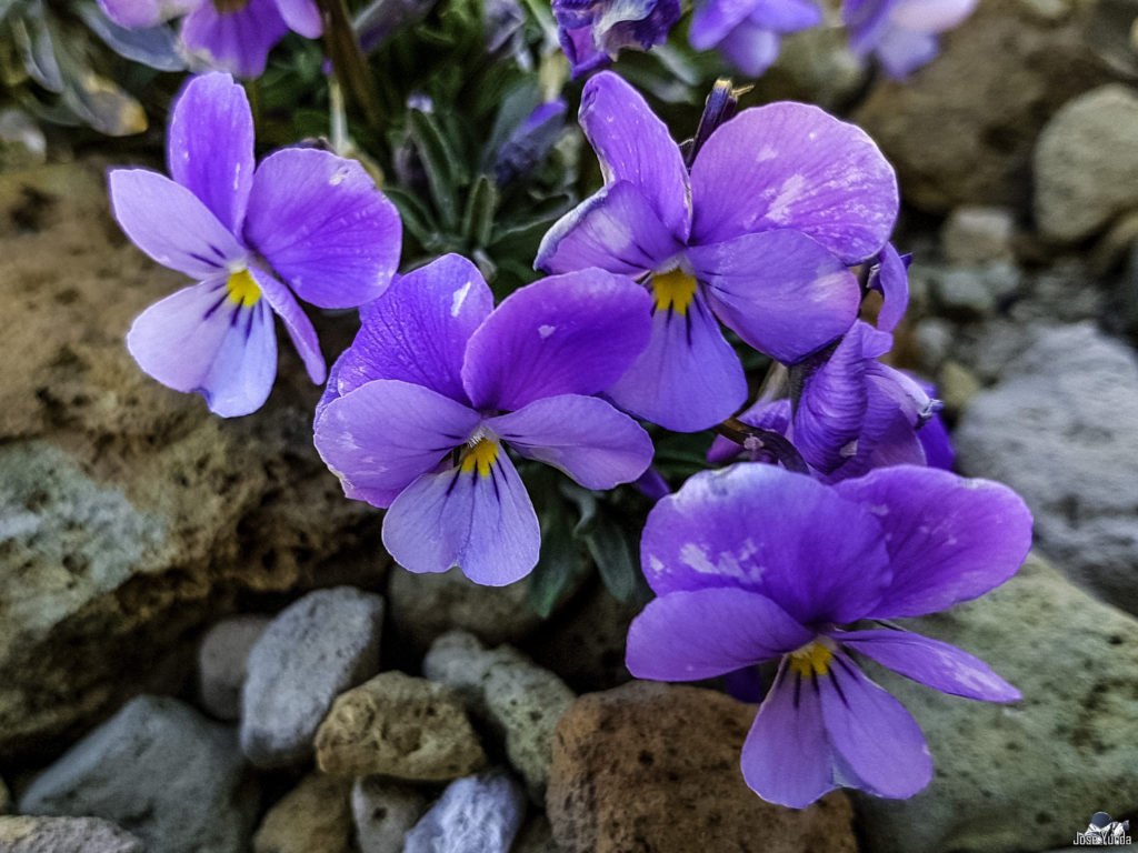 Violet ? Volcano Teide | Tenerife Island ✈️ - Ven de Visita a Tenerife %