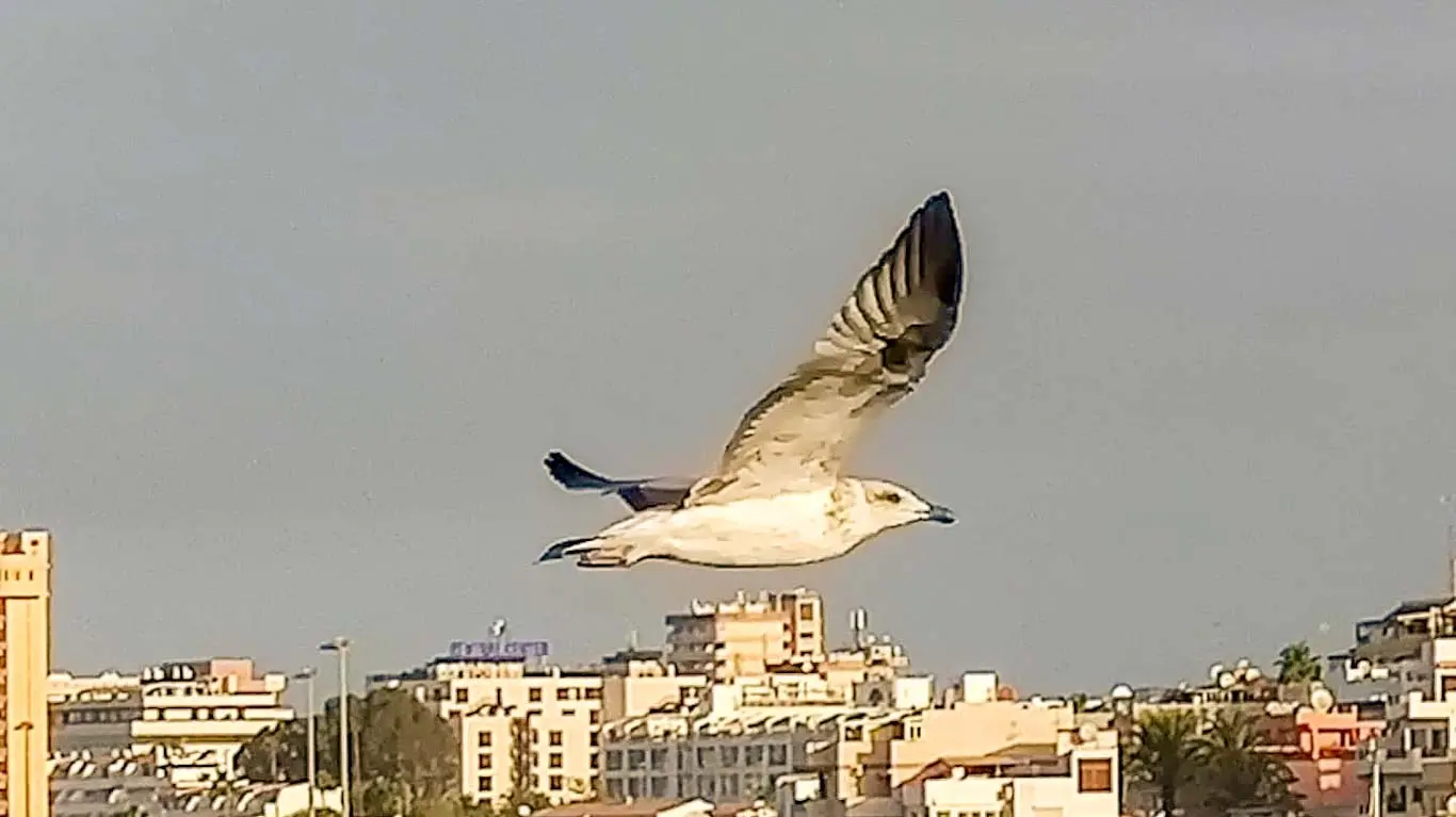 Los Cristianos