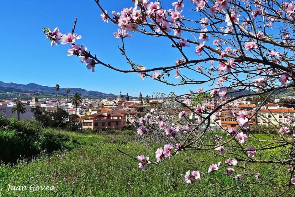 Ruta del Almendro en Flor en Santiago del Teide: ¿Cuándo florecen los almendros en Santiago del Teide?