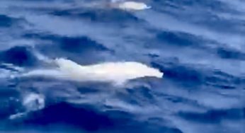 Delfín albino en aguas de la Islas Canarias ❤️💚💙 Pescadores Canarios