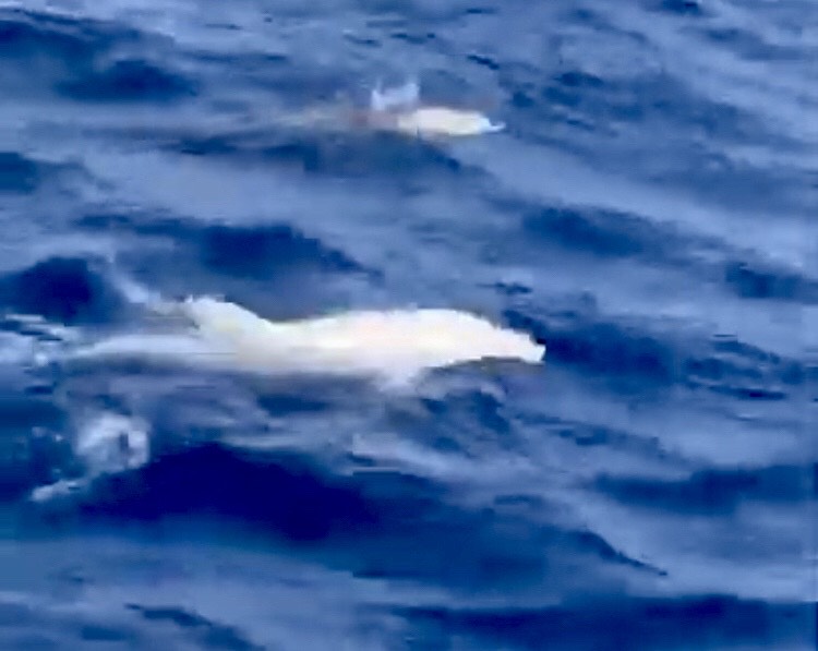 Delfín Albino