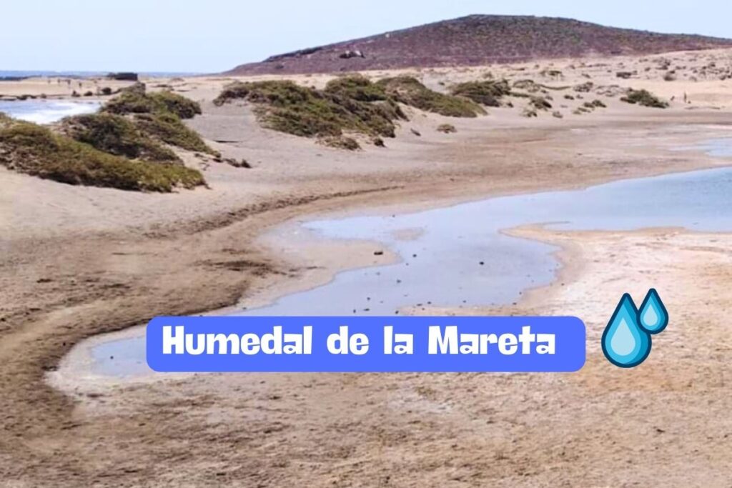 Humedal de La Mareta en Granadilla de Abona: Tesoro Natural de Tenerife 🌿