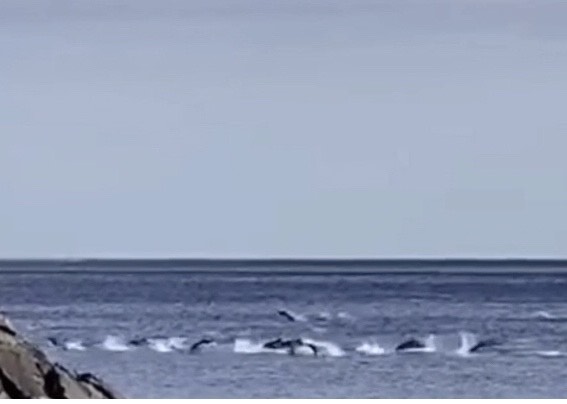 VIDEO | Dolphins Jumping In Radazul - The Rosario | Tenerife Island