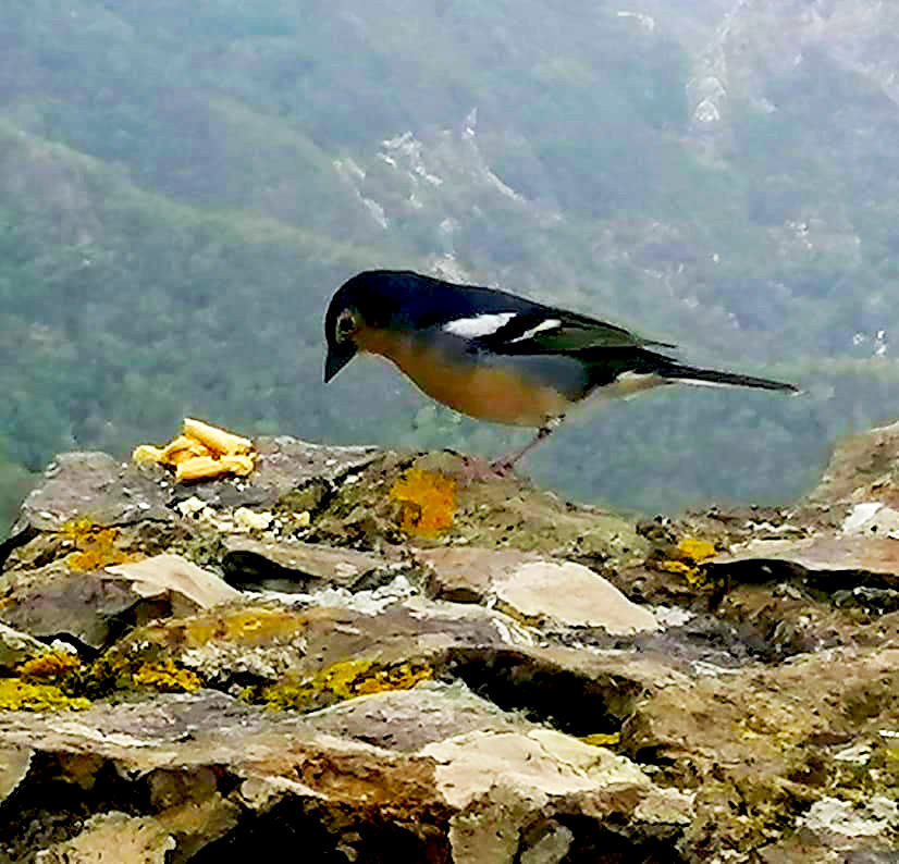 Mirador Cabezo del Tejo - Parque Rural de Anaga | TENERIFE