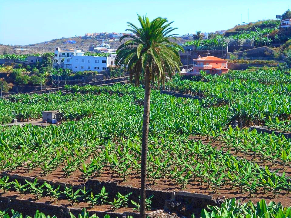 HOUSE LAS CAÑAS (Icod de los Vinos)