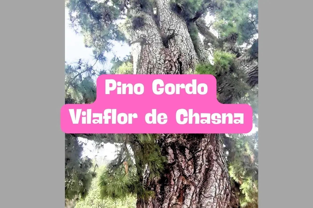 El Pino Gordo de Vilaflor de Chasna: Belleza natural en Tenerife