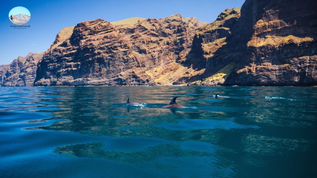 Excursión Teide y Delfines en Tenerife - Gloma Travel