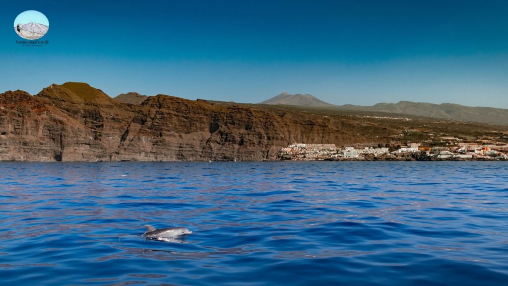 Excursión Teide y Delfines en Tenerife - Gloma Travel