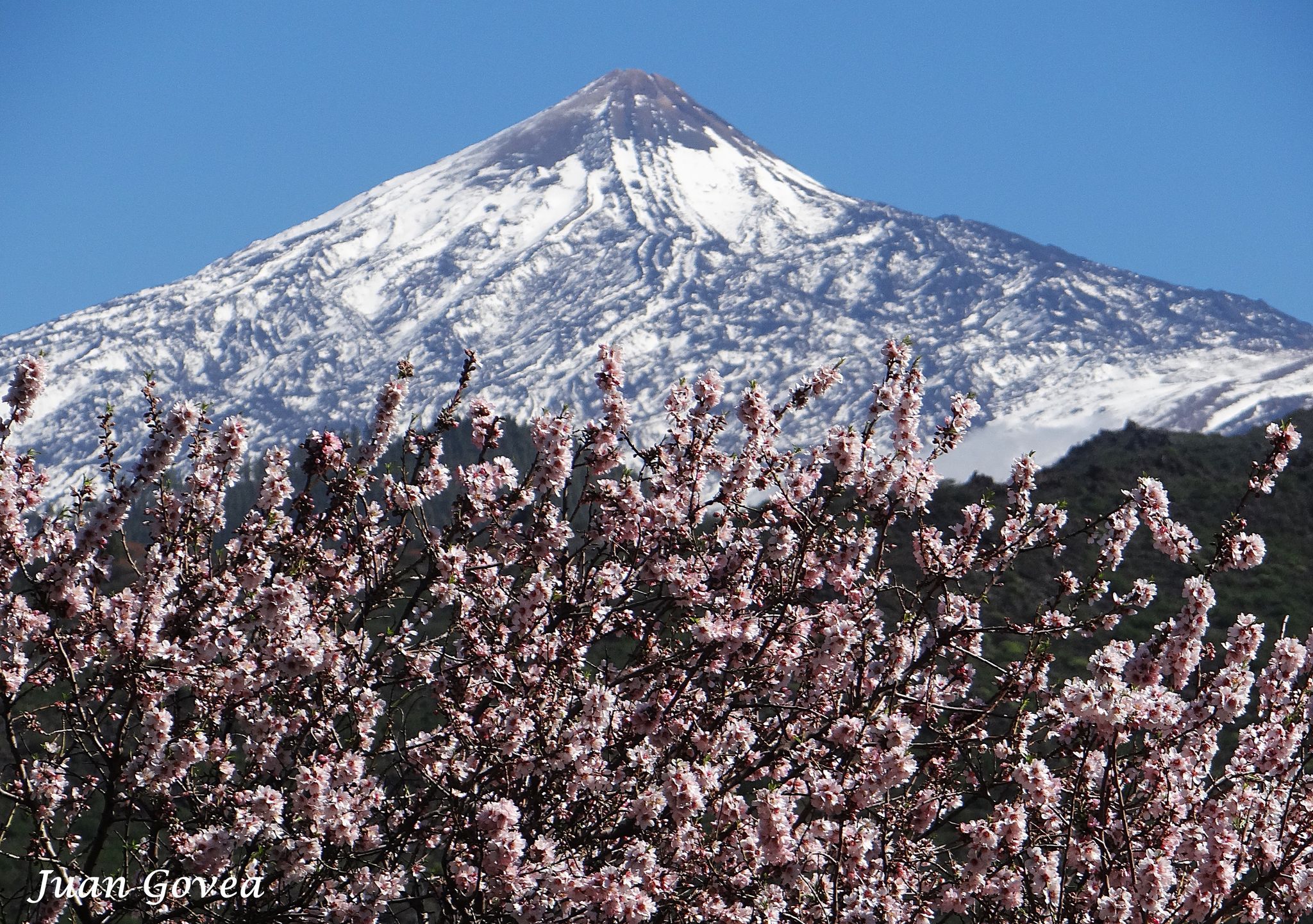 La Ruta del Almendro en flor en Santiago del Teide ? Tenerife ?