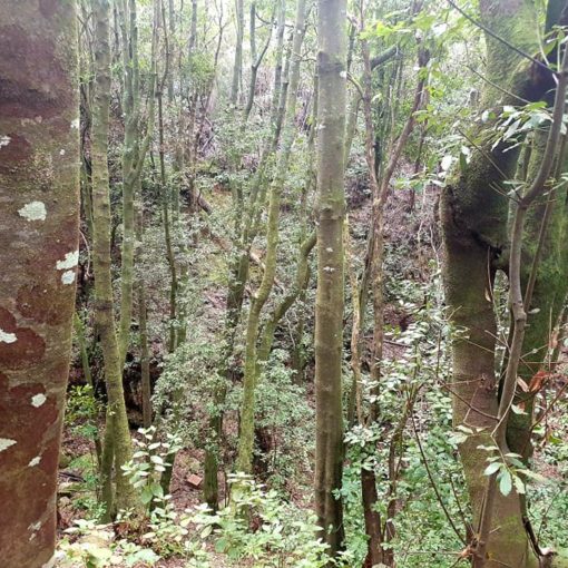 Foto de Agua García en Tacoronte, Santa Cruz de Tenerife