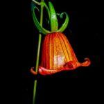 El BicĂĄcaro Canarina canariensis - Flora EndĂ©mica de Canarias đ