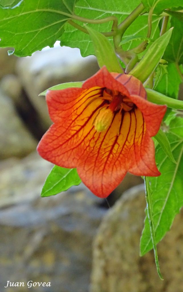 El Bicácaro Canarina canariensis - Flora Endémica de Canarias 😍