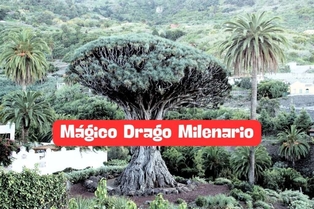 El Mágico Drago Milenario: Un Icono de Tenerife a Descubrir