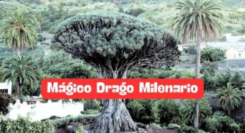 El Mágico Drago Milenario: Un Icono de Tenerife a Descubrir