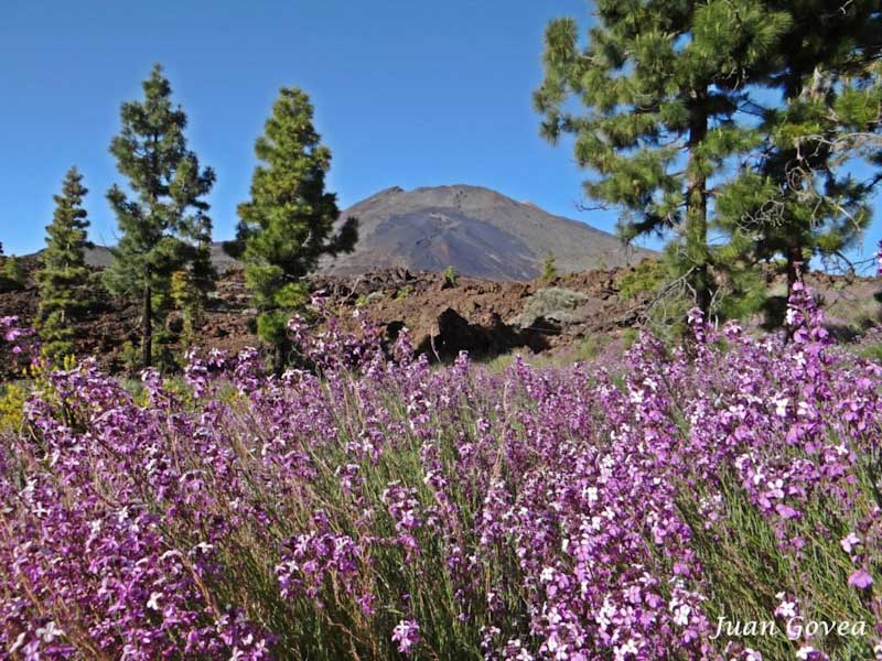 Alhelí del Teide - Erysimum Scoparium 🌸 Flora del Teide 😎