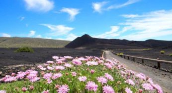 Rosalillo de Cumbre – La planta única y endémica de Tenerife