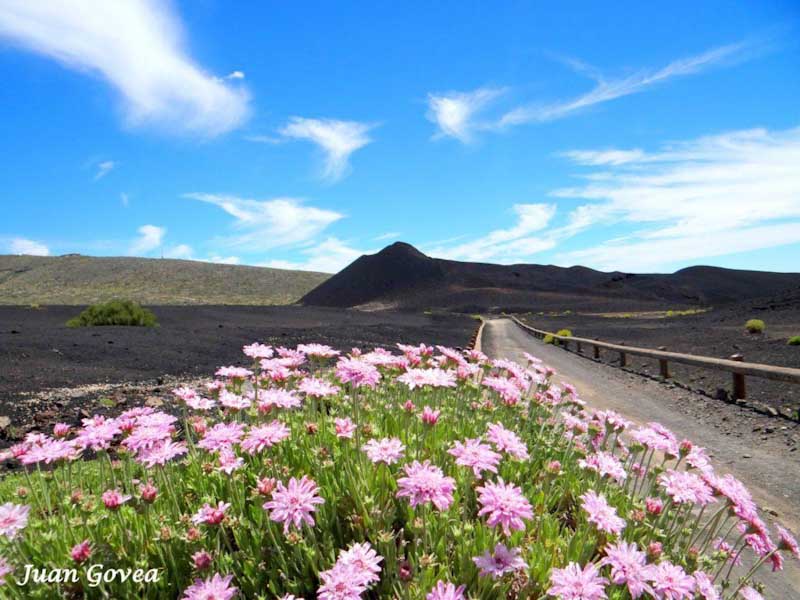 Rosalillo de Cumbre 🌸 Flora del Parque Nacional del Teide 😎 Tenerife
