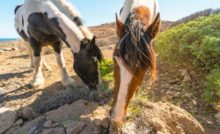 Tenerife Horse Rescue 🐴 Juntos podemos ayudar más 🐶