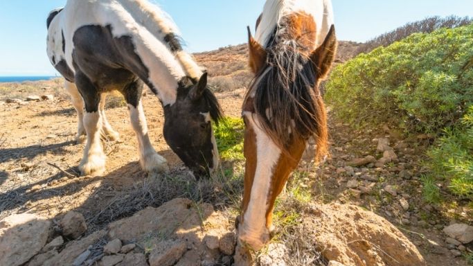 Tenerife Horse Rescue 🐴 Juntos podemos ayudar más 🐶