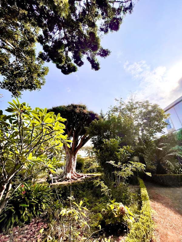 HIJUELA DEL BOTÁNICO en la Orotava 🌹 VEN DE VISITA A TENERIFE