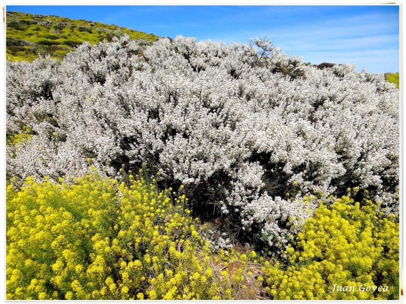 Hierba Pajonera 🌸 Conocida como Pajonera de Cumbre