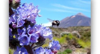 Flora del Parque Nacional del Teide ❤️💚💙 Vida y Color