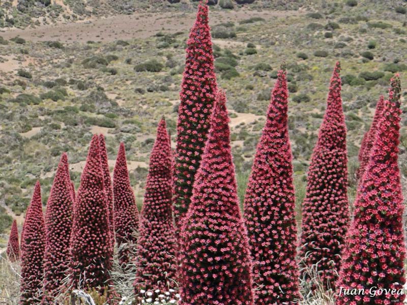 Flora del Parque Nacional del Teide ❤️💚💙 Vida y Color en el Teide