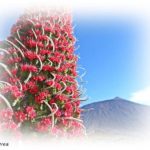 Tajinaste Rojo del Teide