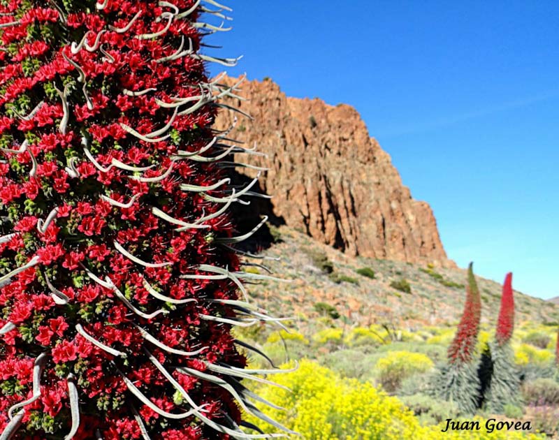 Flora del Parque Nacional del Teide ❤️💚💙 Vida y Color en el Teide