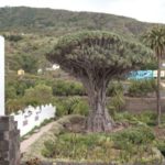 Icod de los Vinos en Tenerife 😎 Ciudad del Drago 🌴 Norte de Tenerife