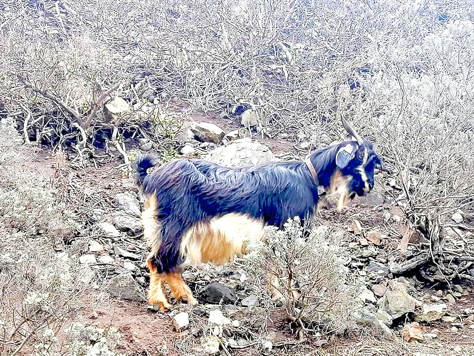 ¿Por qué es Anaga Reserva de la Biosfera? 