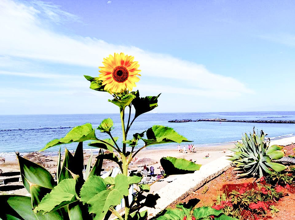 Playa de Fañabé