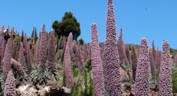 Tajinaste Rosado (Echium Wildpretii ss Trichosiiphon)