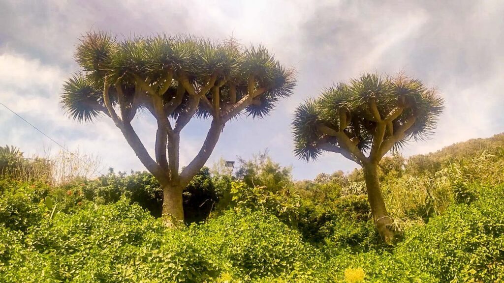 Anaga Forest in Tenerife