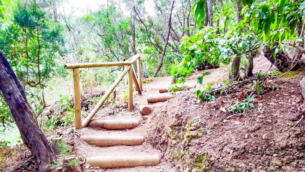 anaga forest tenerife