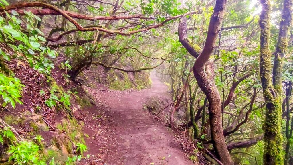 Anaga Forest in Tenerife
