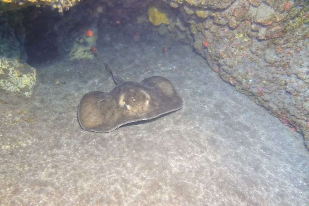 Descubre el Misterioso Pez Chucho: La Maravilla Submarina de las Islas Canarias