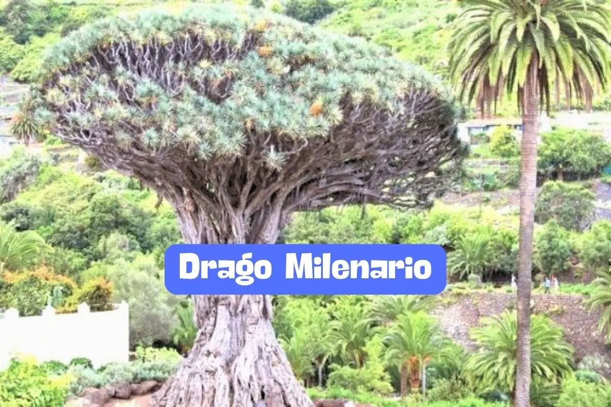 El Drago Milenario de Tenerife: Un tesoro natural que cautiva al mundo