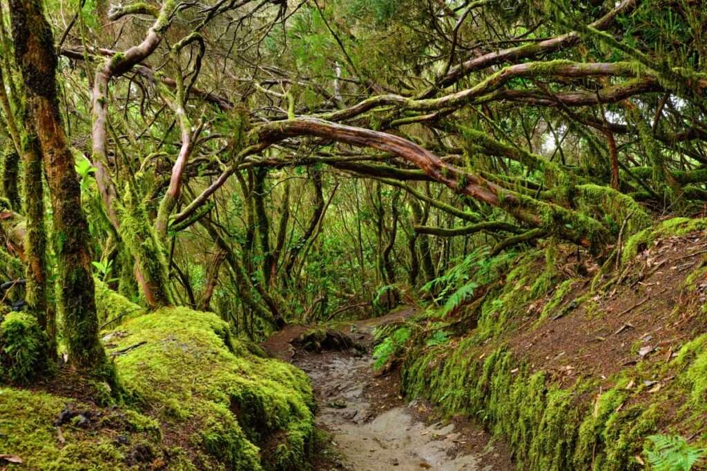 The Pijaral | Anaga Rural Park - Tenerife Island