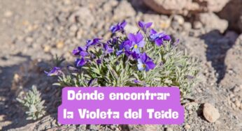 Dónde encontrar la violeta del Teide en la impresionante isla de Tenerife