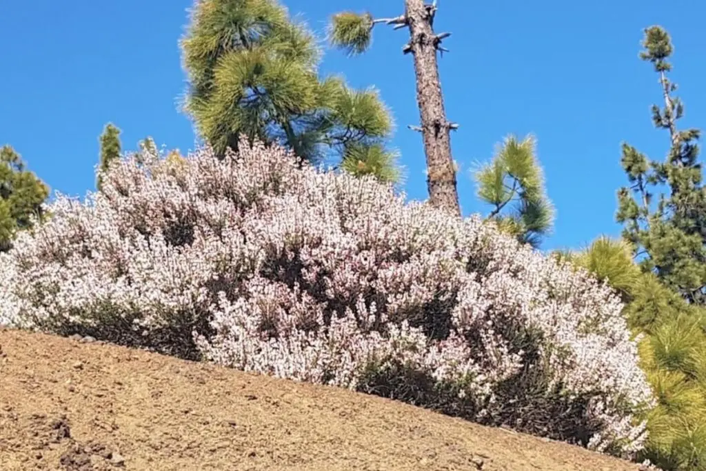 Retama del Teide en Tenerife 🌿 Descubre su Belleza Natural