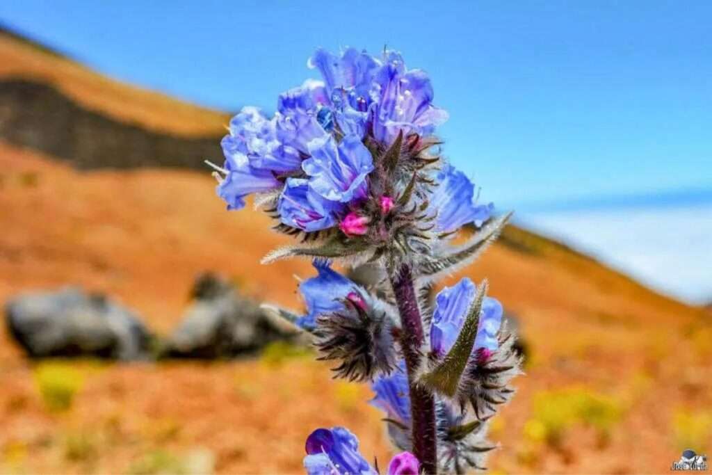 Tajinaste Azul: Tesoro Endémico del Parque Nacional del Teide 🌱🏔️