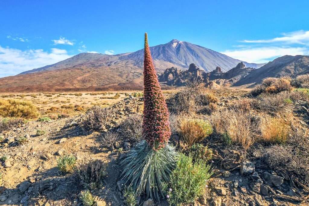 Discover the Majestic Tajinaste Red of Teide: Tenerife's Floral Emblem