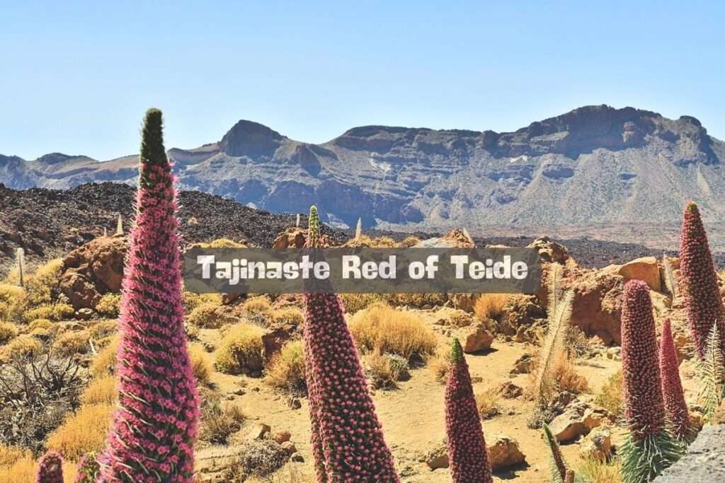 Tajinaste Red of Teide