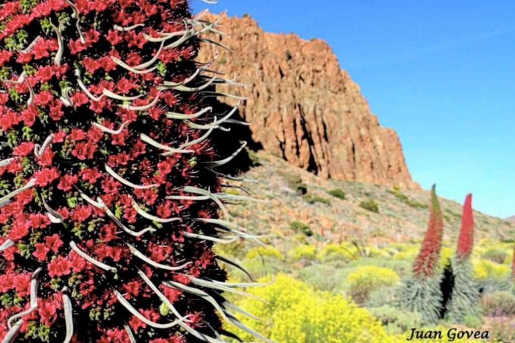Tajinaste Rojo del Teide: La Joya Endémica de Tenerife 🌺🏞️