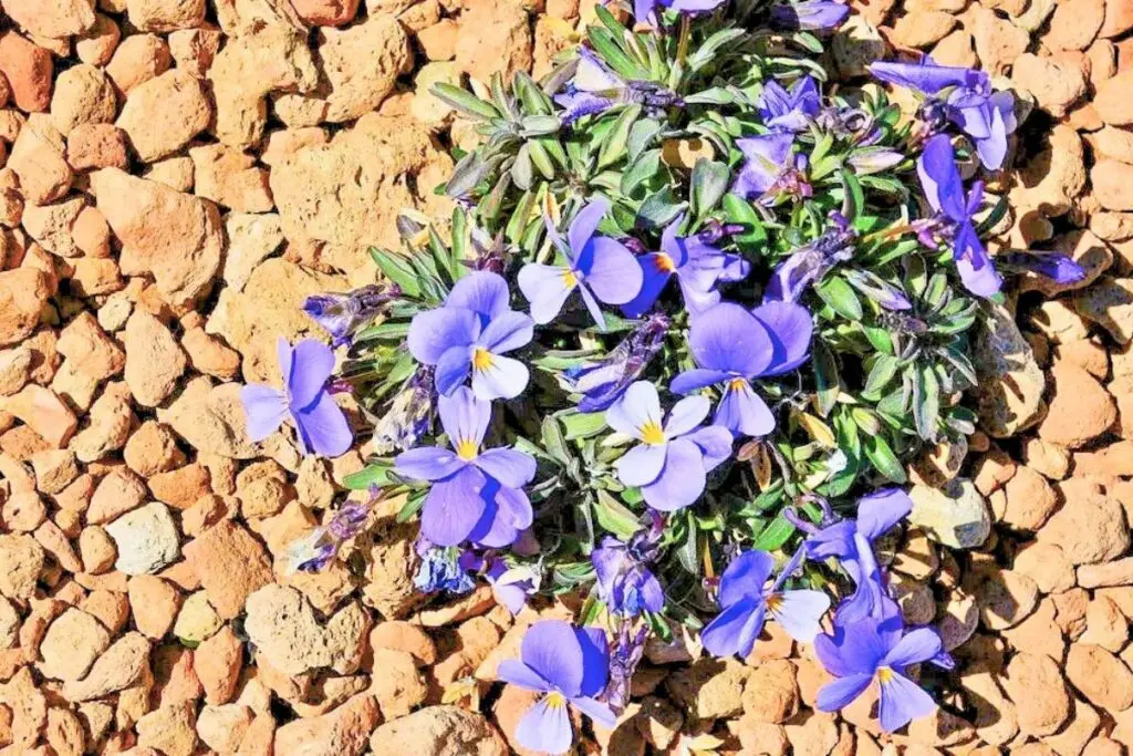 Violeta del Teide: Belleza Endémica de Tenerife 🌸