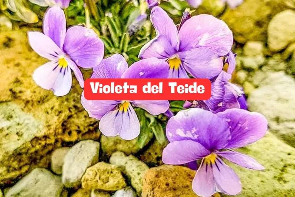 Violeta del Teide: Belleza Endémica de Tenerife 🌸
